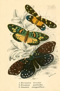 蝴蝶 作者 英语学校