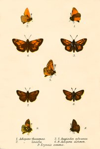 蝴蝶 作者 英语学校