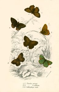 蝴蝶 作者 英语学校