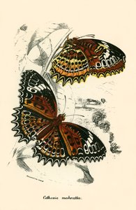 蝴蝶 作者 英语学校
