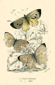蝴蝶 作者 英语学校