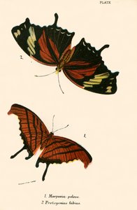 蝴蝶 作者 英语学校