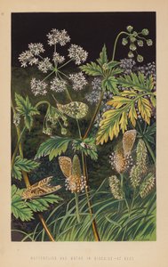 变装的蝴蝶和飞蛾，在休息（石版画） 作者 英语学校