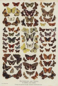 Butterflies and Moths of America and Europe (colour litho) 作者 英语学校