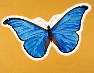 蝴蝶 作者 英语学校