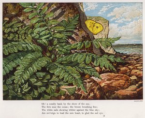 海边悬崖下的蝴蝶和蕨类植物（彩绘版画 作者 英语学校