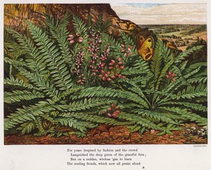 蝴蝶和蕨类植物(彩色雕刻) 作者 英语学校