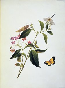 植物上的蝴蝶、蚱蜢和蜻蜓 作者 英语学校