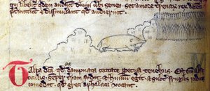 CCA-LitMs - D - 10 fol。 11v Mole，来自Bestiary 作者 英语学校
