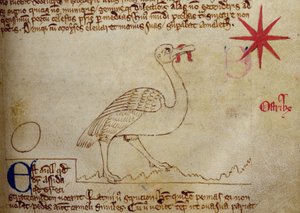 CCA-LitMs - D - 10 fol。 16r Ostrich，来自Bestiary 作者 英语学校
