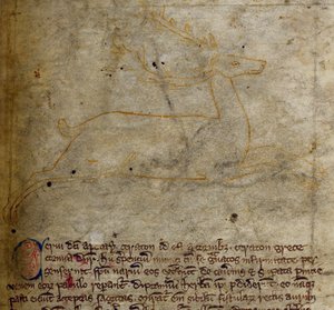 CCA-LitMs - D - 10 fol。 1r雄鹿，来自Bestiary 作者 英语学校
