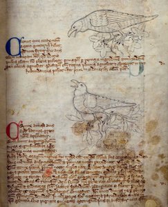 CCA-LitMs - D - 10 fol。来自Bestiary的20r Raven and Crow， 作者 英语学校