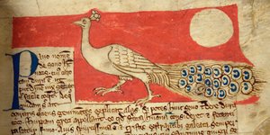 CCA-LitMs - D - 10 fol。 22r孔雀，来自Bestiary 作者 英语学校