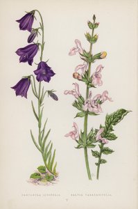 风铃草； Salvia Taraxacifolia（彩色石版画） 作者 英语学校