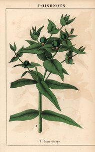带绿色种子的锥刺，Euphorbia lathyris，选自《教学图画书，或蔬菜世界的课程》，[夏洛特-玛丽-永格]，爱丁堡 作者 英语学校