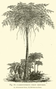 石炭纪蕨类植物恢复了 作者 英语学校