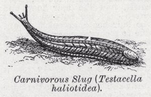 食肉蛞蝓，Testacella haliotidea (litho) 作者 英语学校