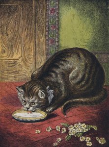 猫喝牛奶 作者 英语学校