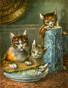 猫，一定不要碰 作者 英语学校
