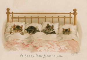 猫睡觉 作者 英语学校
