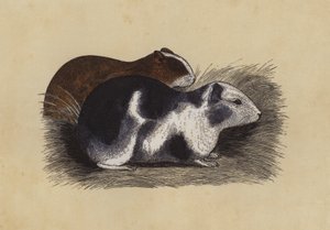 卡维（彩色平版） 作者 英语学校