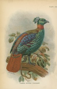 Chamba Moonal Pheasant 作者 英语学校