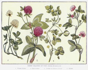 农场的主要牧草（彩色石版画） 作者 英语学校