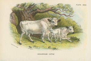 Chillingham牛 作者 英语学校