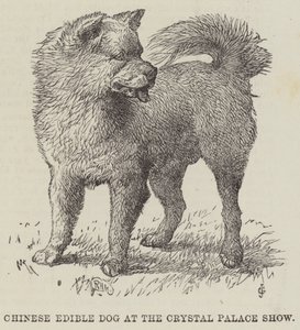 水晶宫展上的中国食用犬（版画） 作者 英语学校