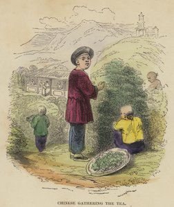 中国人收集茶（彩色雕刻） 作者 英语学校