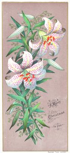 圣诞节百合，圣诞卡 作者 英语学校