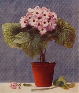 Cineraria (photoengraving) 作者 英语学校