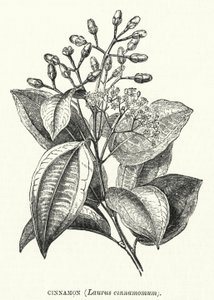 肉桂，Laurus cinnamomum（雕刻）。 作者 英语学校