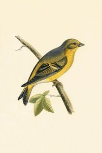 Citril Finch，查尔斯·罗伯特·布里（1811-86）于1867年出版的“不列颠群岛未观察到的欧洲鸟类历史”中的插图
