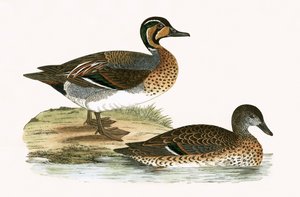Clucking Teal，来自“不列颠群岛未观察到的欧洲鸟类历史”的插图，由Charles Robert Bree（1811-86）出版，1867年出版 作者 英语学校