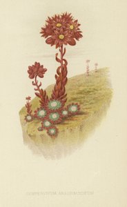 蜘蛛网houseleek 作者 英语学校