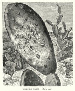 Cochineal Insect, Coccus cacti（雕刻）。 作者 英语学校