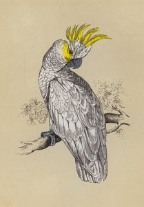 Cockatoo (colour litho) 作者 英语学校