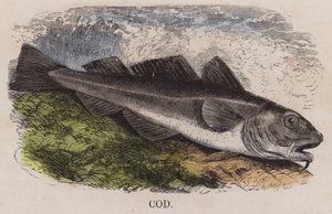 Cod (coloured engraving) 作者 英语学校