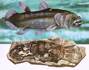 Coelacanth及其化石 作者 英语学校
