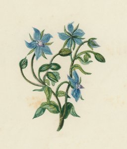 琉璃苣(Borago Officinalis)(彩色平版) 作者 英语学校