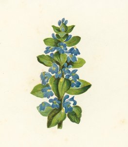 常见的虫子，Ajuga Reptans（彩色石版画） 作者 英语学校