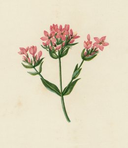 普通半人马座，Erythraea Centaurium（彩色石版画） 作者 英语学校
