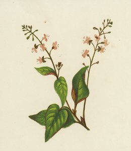 普通魔法师的夜来香，Circaea Lutetiana（彩色印刷）。 作者 英语学校