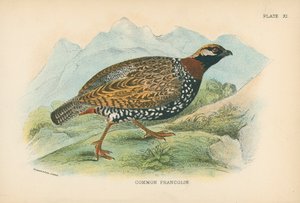 普通的Francolin 作者 英语学校