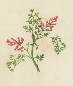 普通烟草，Fumaria Officinalis（彩色平版） 作者 English School