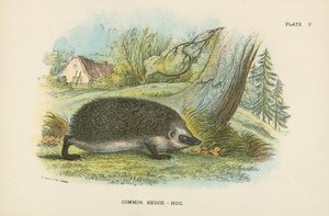 常见的Hedge-Hog 作者 英语学校