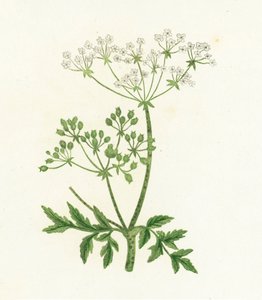 常见的铁杉，Conium Maculatum 作者 英语学校