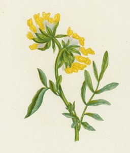 紫云英 (Common Kidney Vetch)、Anthyllis Vulneraria（彩色光刻） 作者 英语学校