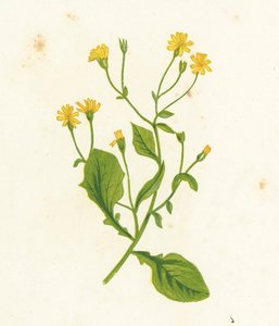 常见的乳头 - 乳房，Lapsana Communis 作者 英语学校